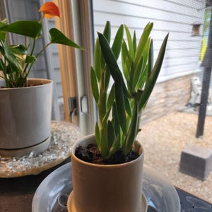 Susan added a photo of their purchase
