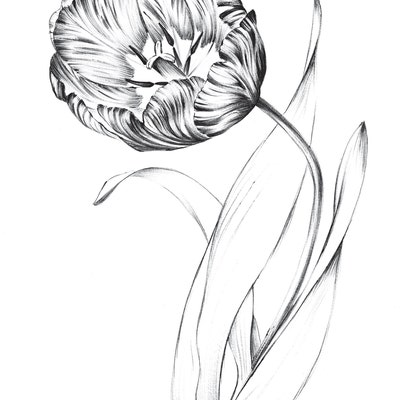 Sunflower Sketch Botanical Print Digital File JPEG Hygge - Etsy