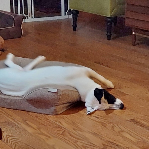 Ama-zing Dog Agility Training Weave Poles Straight, Slanted, Channeled ...