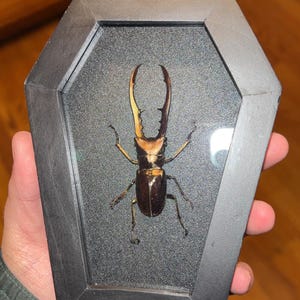 Emily added a photo of their purchase