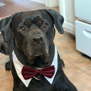 burgundy bow tie for dogs