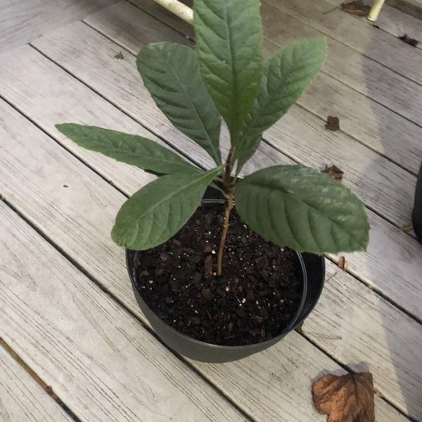 Champagne Loquat Seedling - Eriobotrya Japonica - Japanese Plum - 12 ...