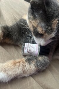 Kittens and Cream  | Marshmallow | Whipped Cream | Fluffy Blanket | Vanilla Cupcakes | Sandalwood Amber | Sweet and Cozy | Handmade Perfume
