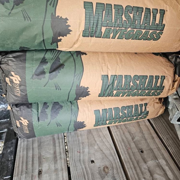 Marshall Pasture Forage Type Ryegrass Seed - Etsy