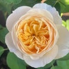 Masora. 真宙 Japanese Rose. Heat Resistance. Disease Resistance. Continue ...