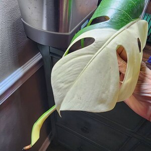 Monstera Albo Extra White High Variegation Variegated - Etsy