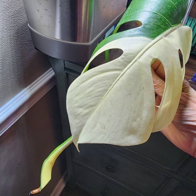 Monstera Albo Extra White High Variegation Rooted Plant and - Etsy