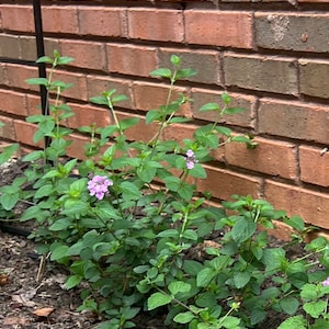Reblooming Azalea 'conlen' Plant 3.25 Pot - Etsy