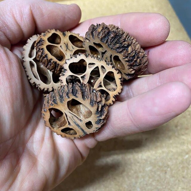 30 Black Walnut Slices - 1/4