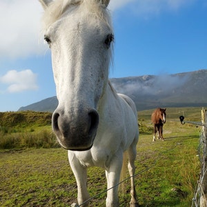 Síle added a photo of their purchase