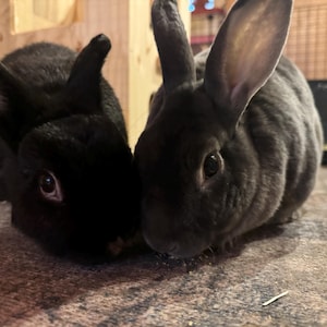 digitalbilly added a photo of their purchase