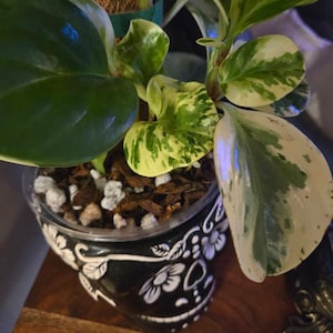 meaghan added a photo of their purchase