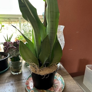 Carol added a photo of their purchase