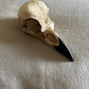 カラスの頭蓋骨 カササギの頭蓋骨 - Etsy 日本