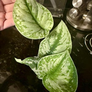 ANGELA added a photo of their purchase