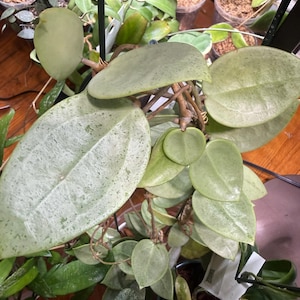 Hoya Parasitica Heart Leaves Silver (((hoya-silver)))) Phyto-cer