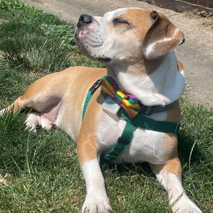 4th of july dog bow tie