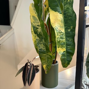 Xyrene added a photo of their purchase
