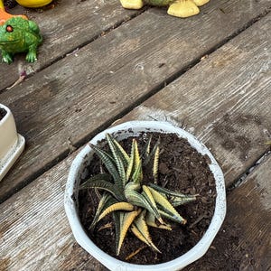 ダイカット・バラメモ　バラ売り⑥ Haworthia Limifolia Variegated,succulent Plant,succulent Gifts - Etsy