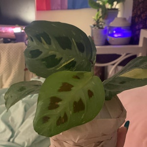 Annie added a photo of their purchase