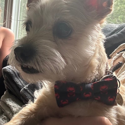 dusty rose tie and suspenders