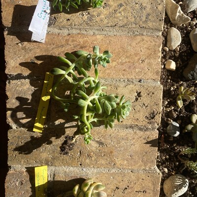 Succulent - crassula hottentot - feuille épaisse - en pot de 8,5cm