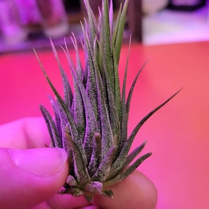 Tillandsia ionantha Haselnuss *k K**hres