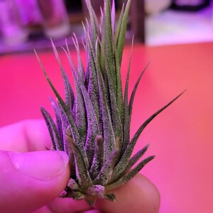 Ionantha Hazelnut *cute Small Air Plant* - Etsy 