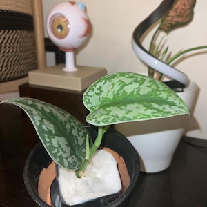 Ben added a photo of their purchase