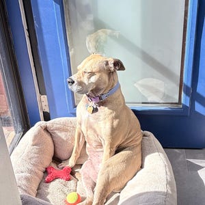 Ellen hat ein Foto des gekauften Artikels hinzugefügt