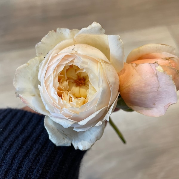 Masora マソラ 真宙 Japanese Rose Super Lovely Big Flowers Heat Resistance ...