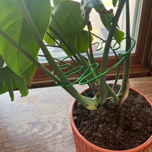 Janelle added a photo of their purchase