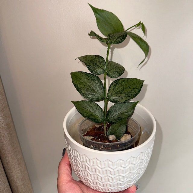 シルバー人魚ホヤ Hoya polyneura silver /broget US Seller- Hoya Silver Polyneura Broget Fully Rooted Stable Plant