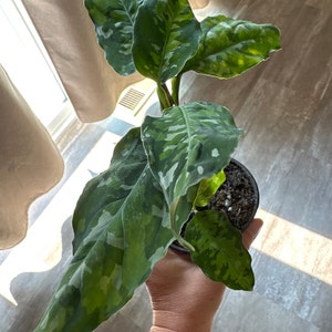Rachel added a photo of their purchase