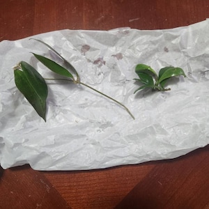 Hoya cv. Jennifer | Rare Hoya Plant - Etsy 日本