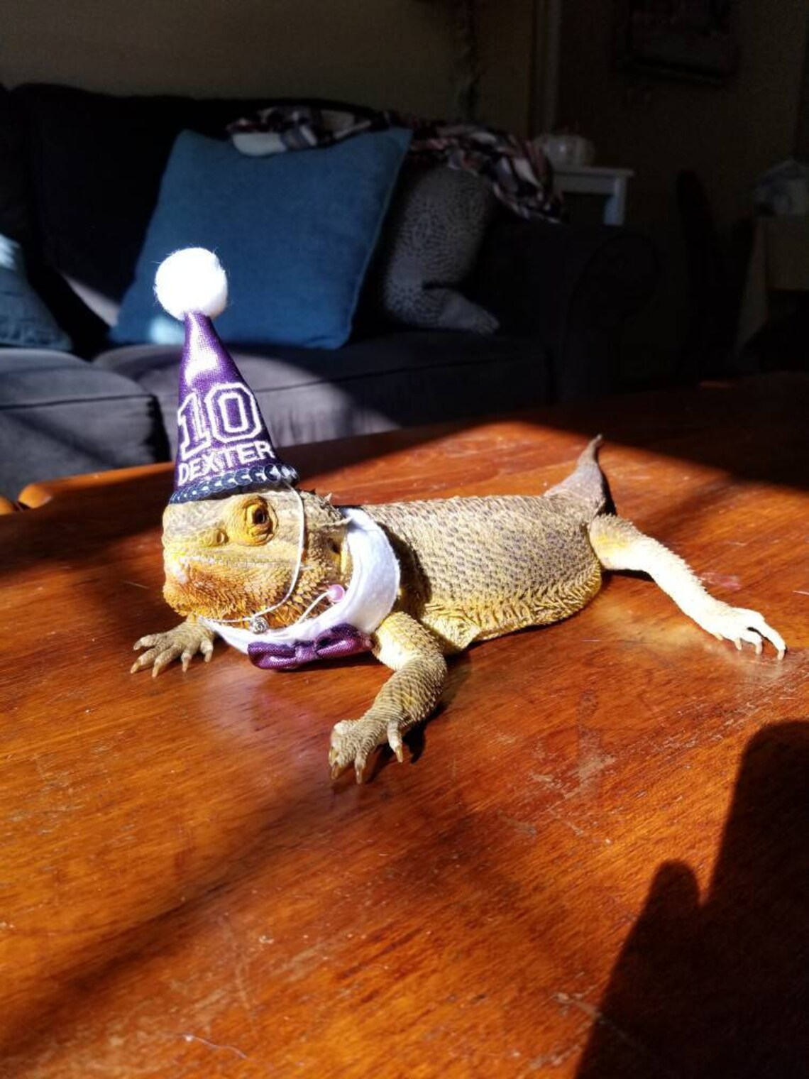 Customer photo of a pet with the First Birthday hat and matching tie or bow