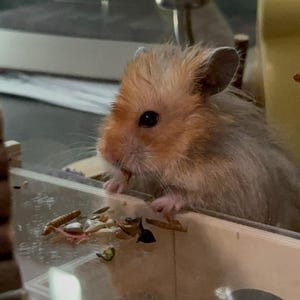 Serena hat ein Foto des gekauften Artikels hinzugefügt