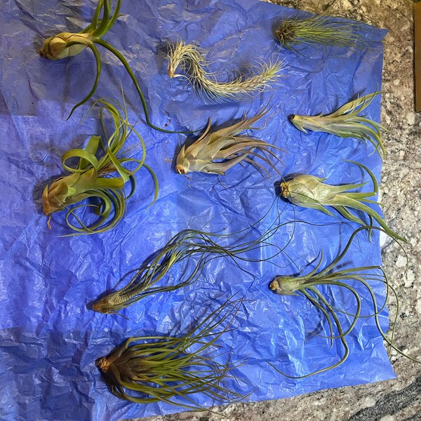 10 Pack Premium Grab Bag of Medium + Large Air Plants + Fertilizer Packet - 30 D