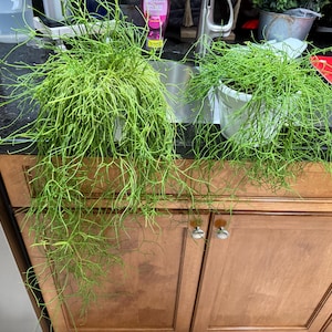 Terri added a photo of their purchase