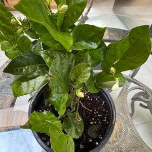 Catalina added a photo of their purchase