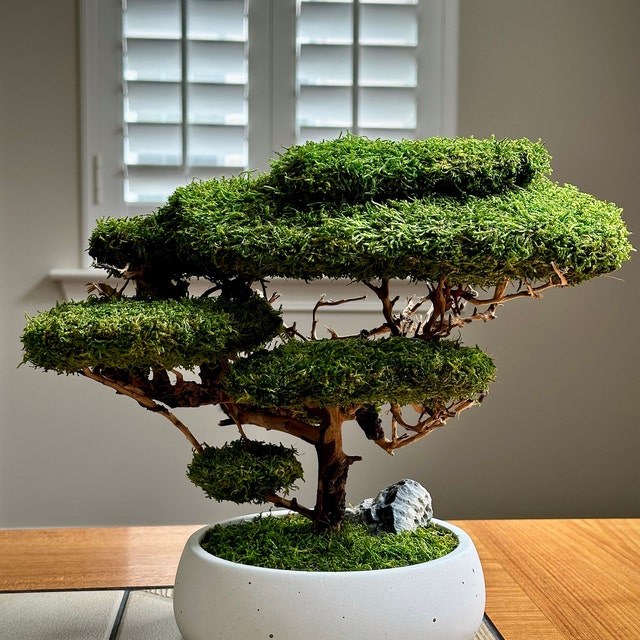 Preserved Moss Bonsai Tree, Handmade Japanese Zen Decor, Zen