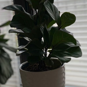 k added a photo of their purchase