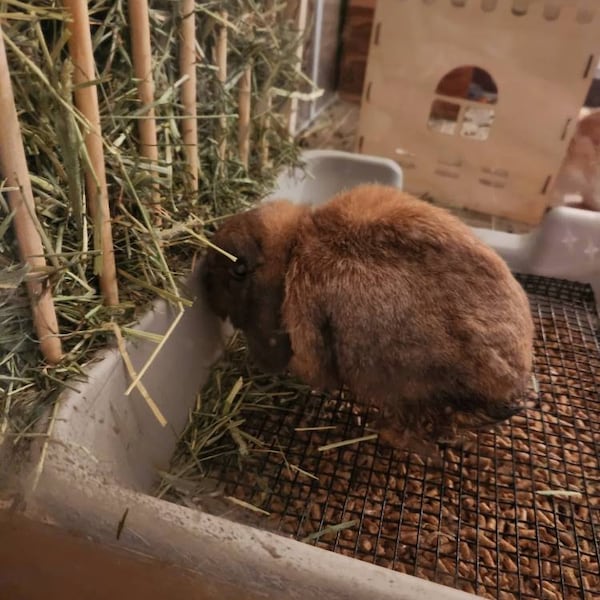 Large EZ Entry 3.0 - Hop Box: Double Entry Rabbit Bunny Easy Entry Hay ...