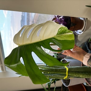 Alanis added a photo of their purchase