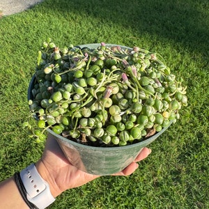 Kaye added a photo of their purchase