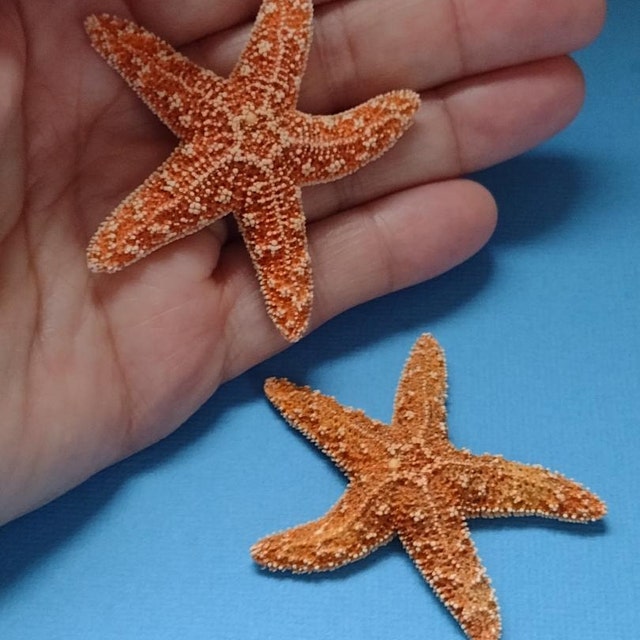 16pcs Natural Starfish for Crafts, 1.2-2.7 Inch Bulk Star Fish Shells  Ornaments for Decor, Flat Sea Stars for Wedding Decoration
