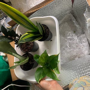 Ank added a photo of their purchase