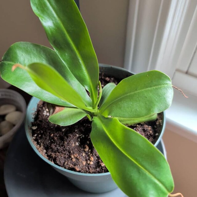 Viking X Ampullaria Black Miracle 2” Pot (ALL STARTER PLANTS