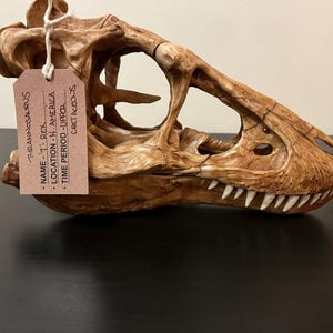 ティラノサウルス・レックスの頭蓋骨レプリカ – 博物館級の恐竜化石