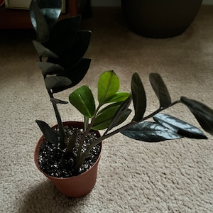Lisa added a photo of their purchase